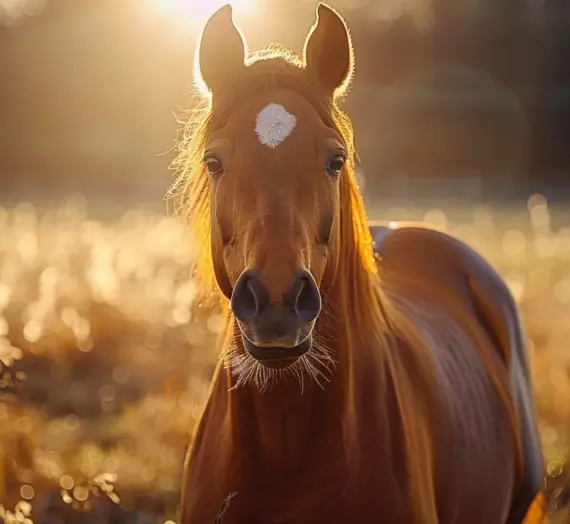Co lepsze trawa z rolki czy siana?