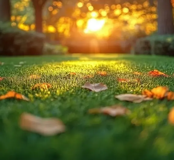 Ile kosztuje trawa z rolki cena?