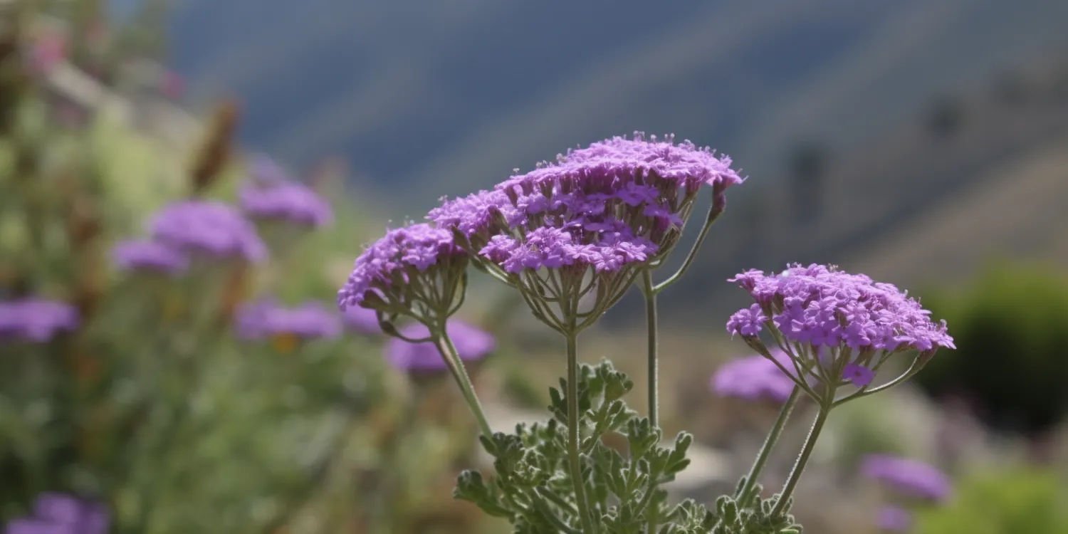 Jak zrobić ogród przed domem?