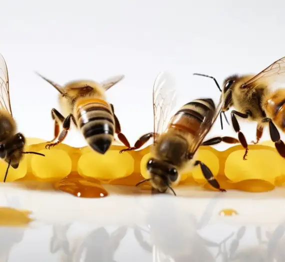 Cykl matki pszczelej