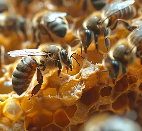 Matki pszczele hodowla