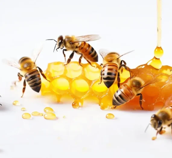 Miód nawłociowy działanie