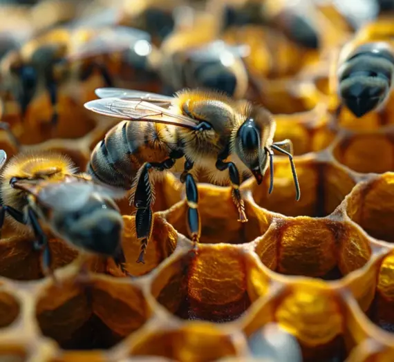 Odkład pszczeli z matką