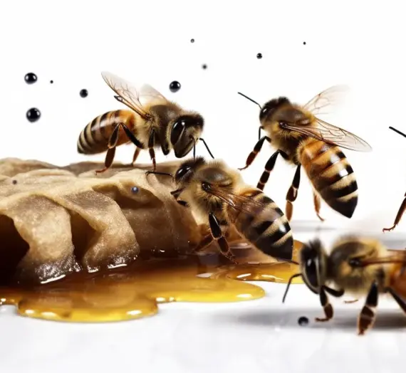 Sztuczne unasiennianie matek pszczelich