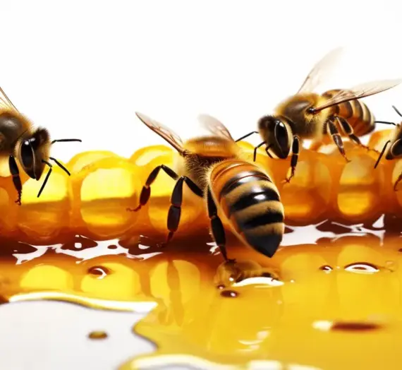 Wymiana matki pszczelej w ulu