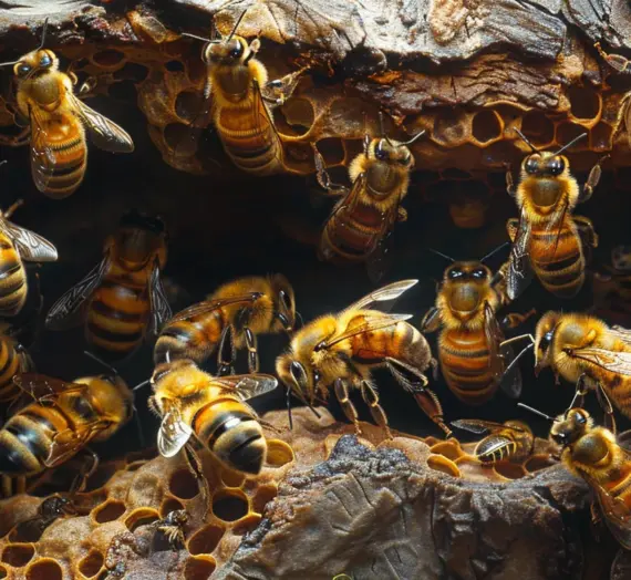 Znaczniki matek pszczelich