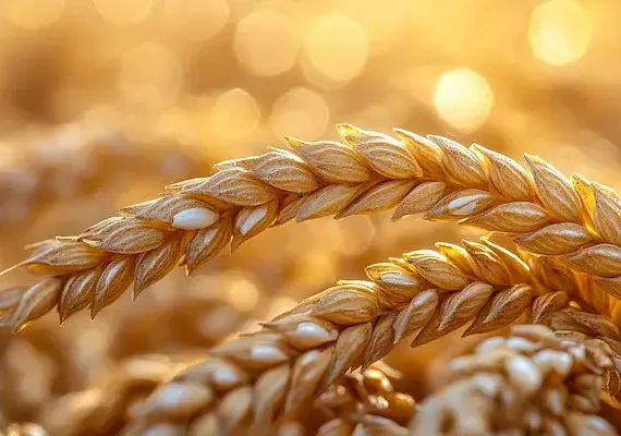 Dlaczego produkty są ekologiczne?