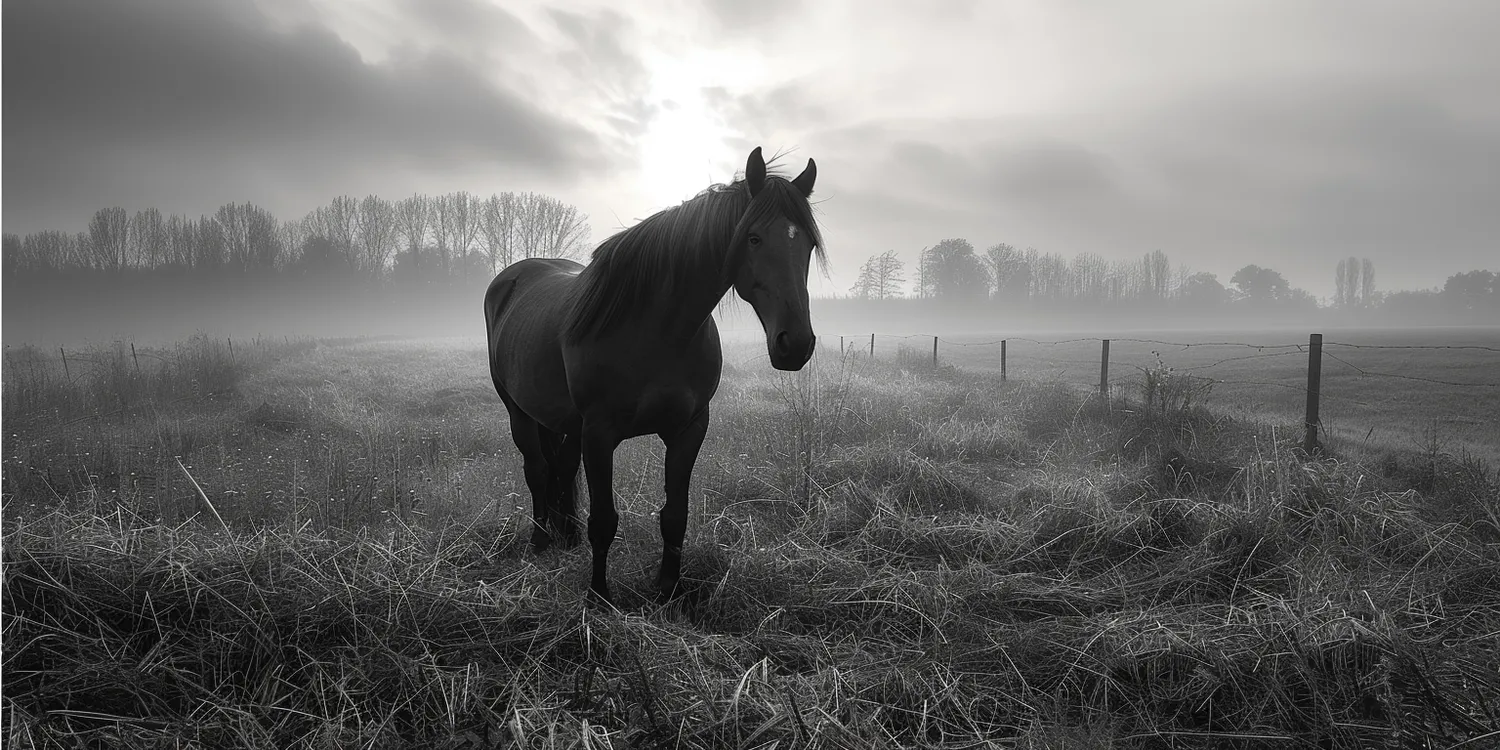 Krematorium dla zwierząt - czym jest i dlaczego należy się nim zainteresować?
