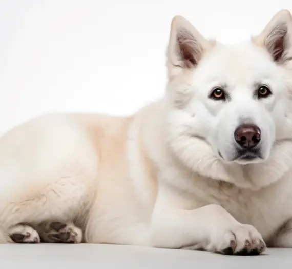 Hund Einäschern Berlin