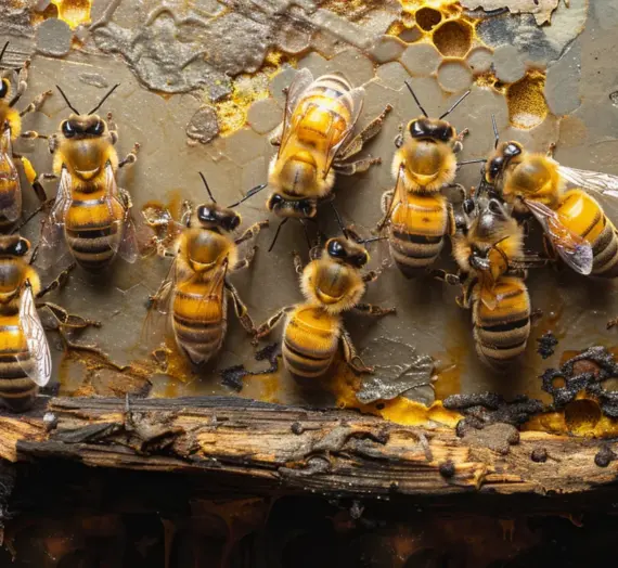 Grzegorz Pawluk najlepsze matki pszczele