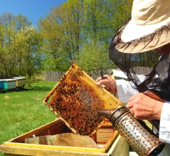 Miód wrzosowy to skarbnica smaku
