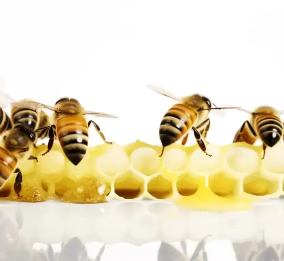 Kiedy zbiera się miód akacjowy?