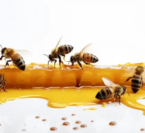 Miód akacjowy jakie ma właściwości?