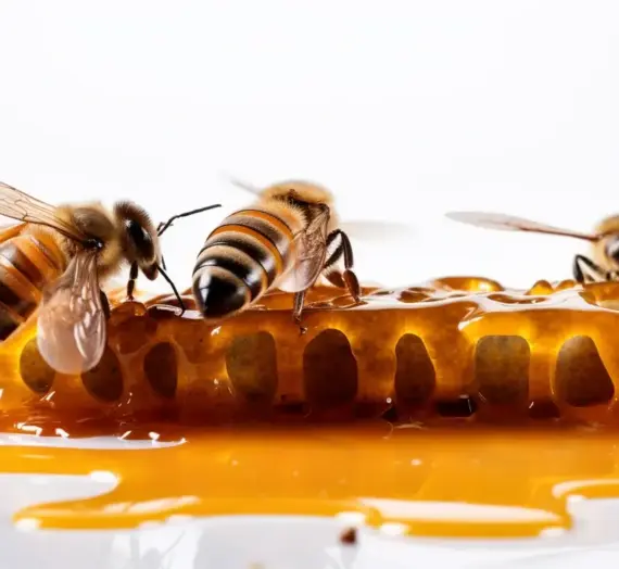 Miód rzepakowy co leczy?