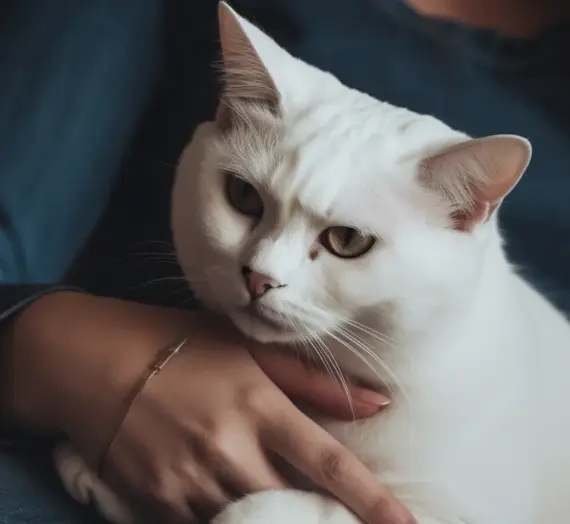 Was kostet ein Tierkrematorium?